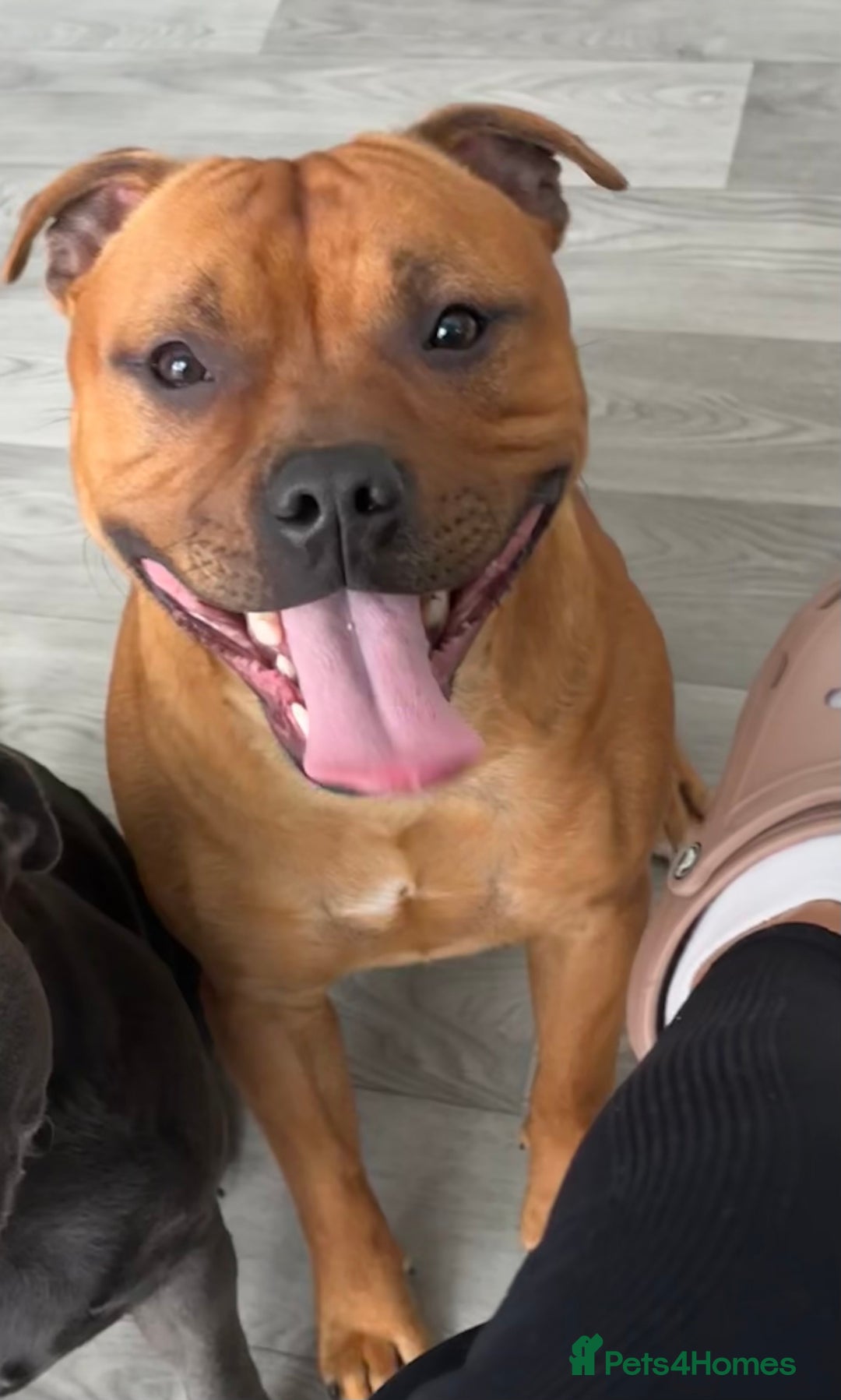 Staffordshire Bull Terrier dogs for sale: Floyd & Sky - Image 3