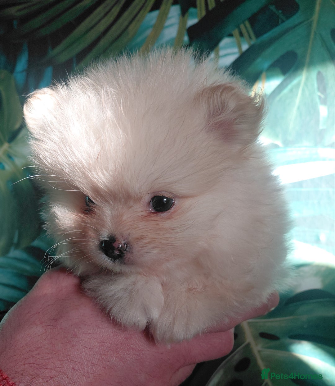 Pomeranian dogs for sale: Pomeranian puppies  - Advert 23