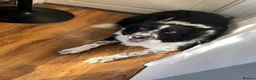 Border Collie dogs for stud: BORDER COllIE for STUD  in Cheltenham - Advert 4
