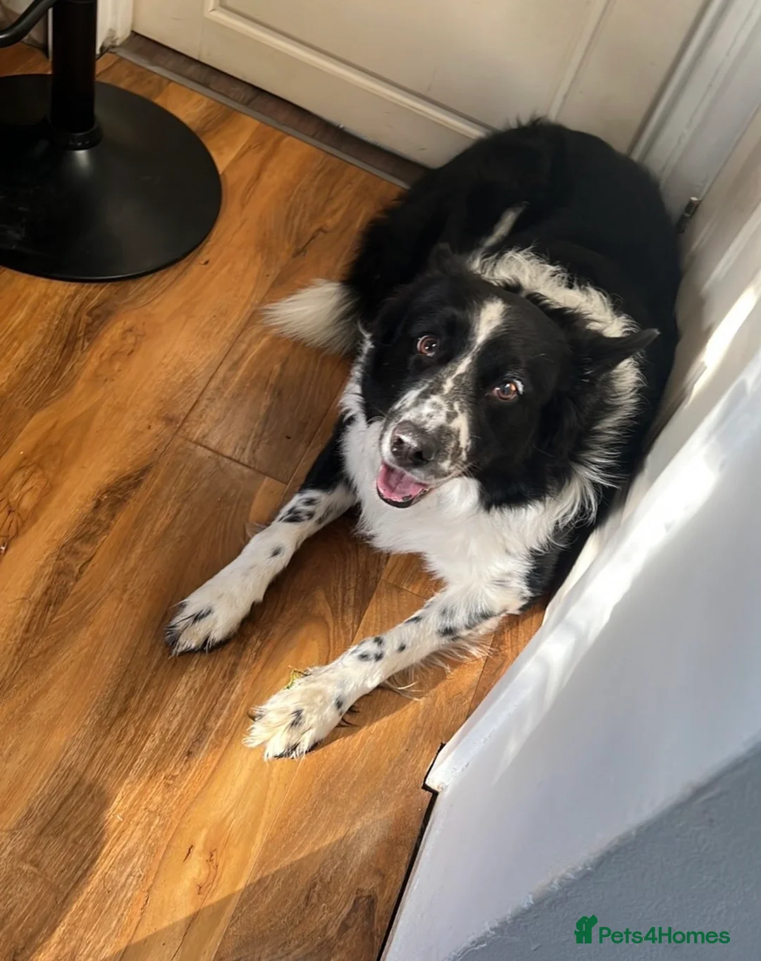 Border Collie dogs for stud: BORDER COllIE for STUD  in Cheltenham - Advert 4