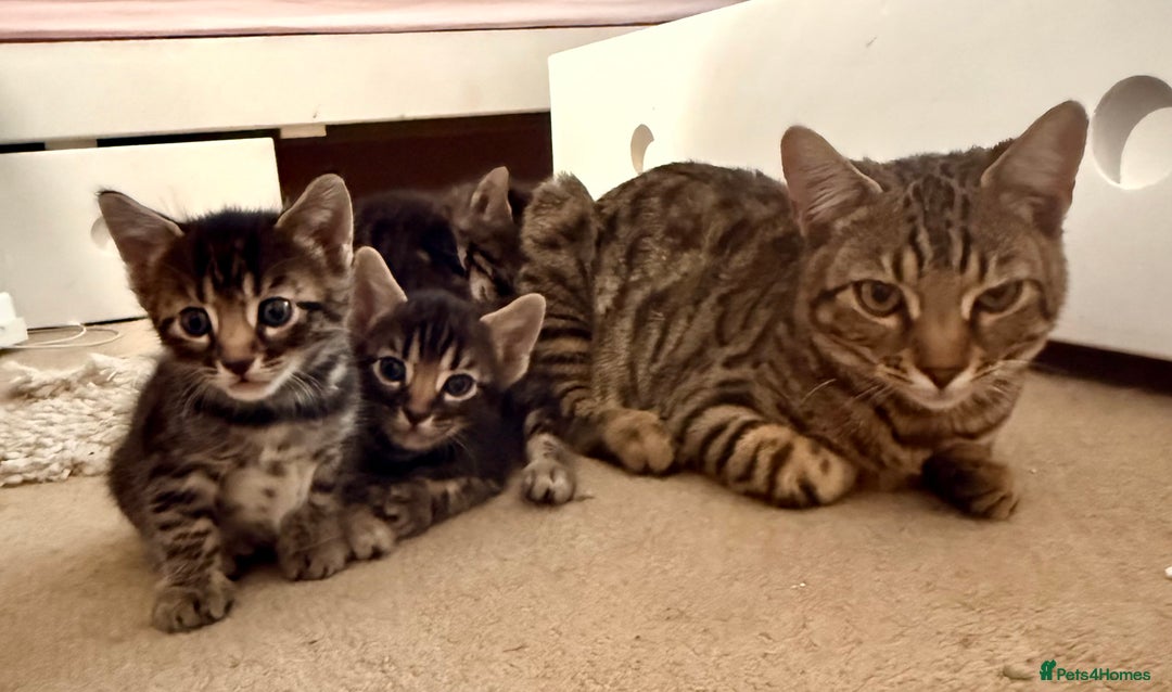 Bengal cats for sale: Bengal - Image 9