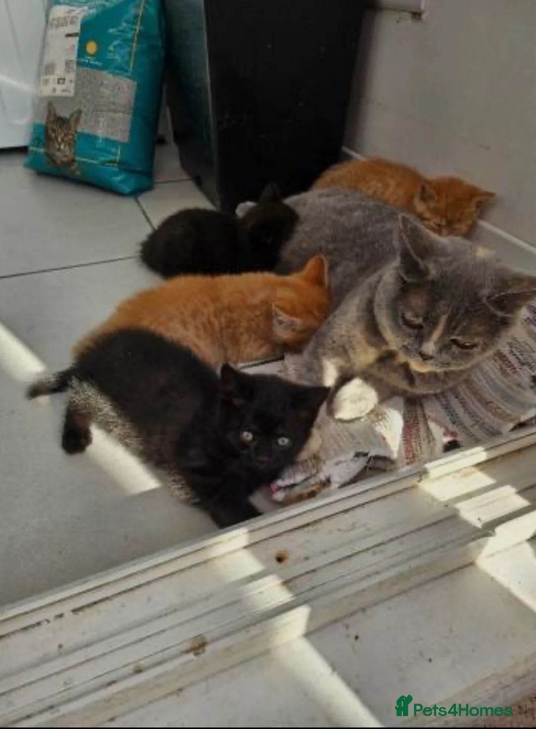 British Shorthair cats for sale: Beautiful British short hair babies Glasgow  - Advert 2
