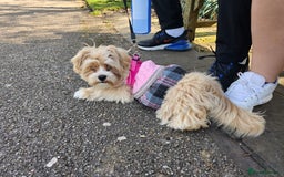 Maltese dogs for sale: Maltipoo Gorgeous Girl  - Image 14
