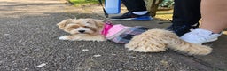 Maltese dogs for sale: Maltipoo Gorgeous Girl  - Advert 14