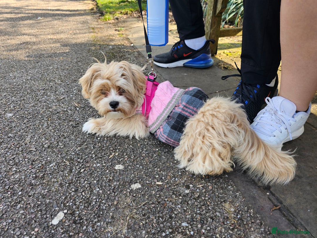 Maltese dogs for sale: Maltipoo Gorgeous Girl  - Image 14