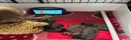 Doxiepoo dogs for sale: Ready 6th October 2 girls 2 boy Doxiepoos  - Advert 2