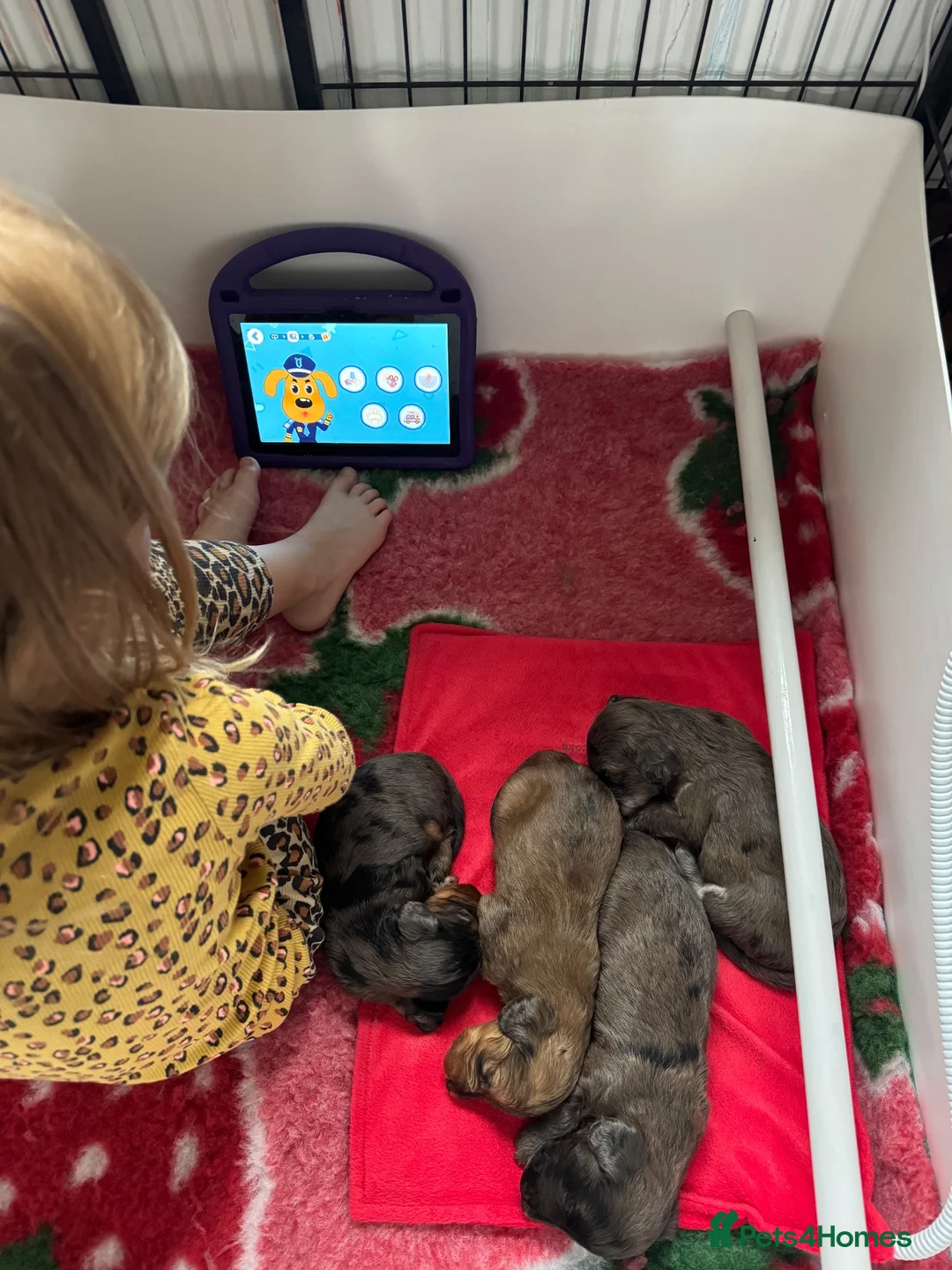 Doxiepoo dogs for sale: Ready 6th October 2 girls 2 boy Doxiepoos  - Advert 2