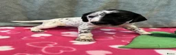 German Shorthaired Pointer dogs for sale: 6 beautiful German short haired pointer puppies  - Advert 5