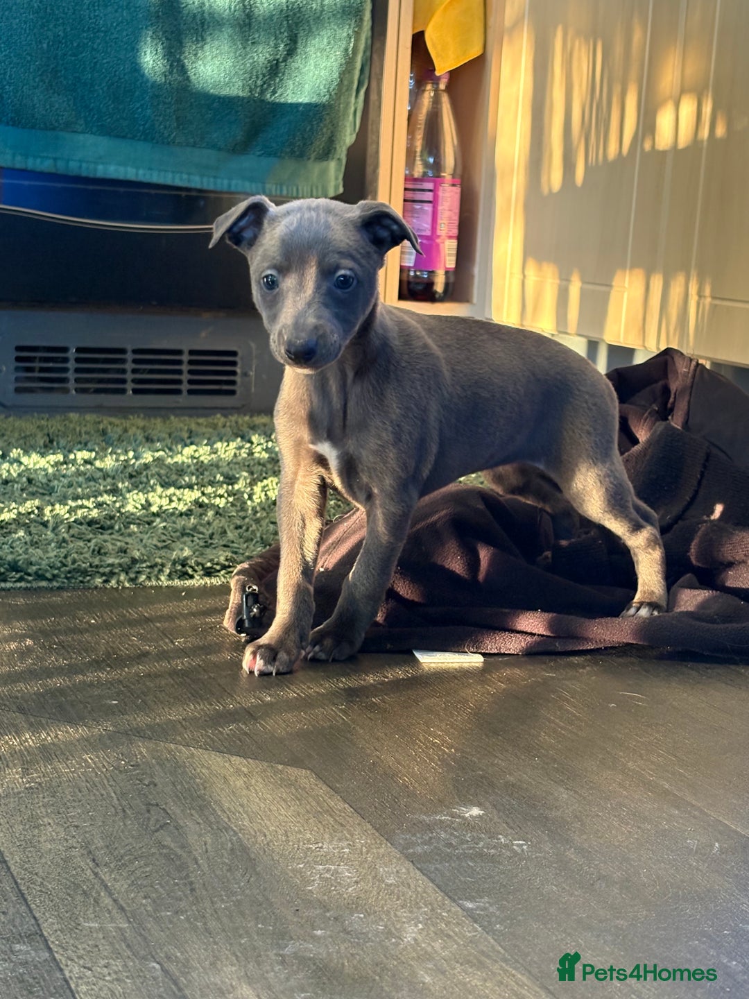 Whippet dogs for sale: 5 beautiful kc registered whippit puppies  - Advert 18