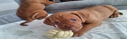 Hungarian Vizsla dogs for sale: Hungarian vizsla puppies  - Advert 20