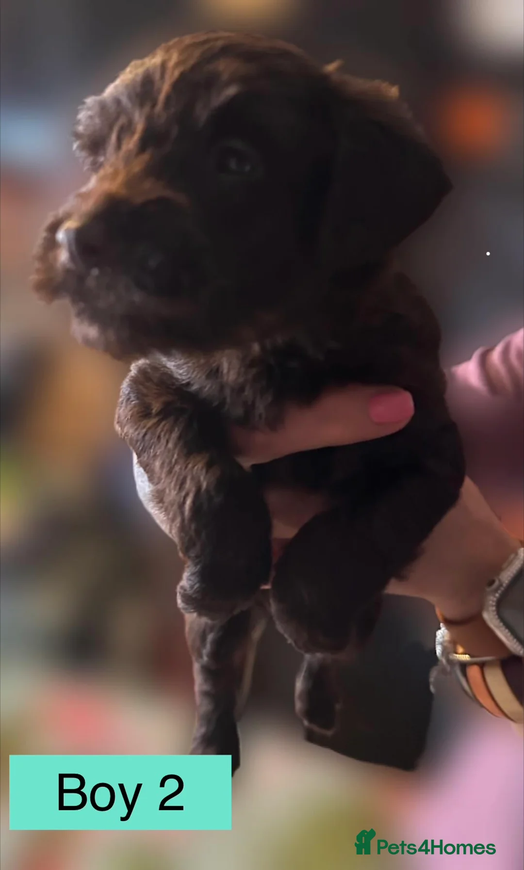 Mixed Breed dogs for sale: Airedale X Cockapoo  - Advert 13