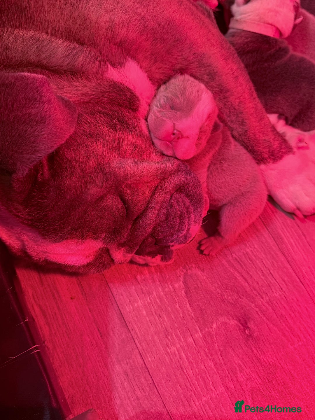 English Bulldog dogs for sale: Beautiful litter of blue fawn English bulldogs - Image 13