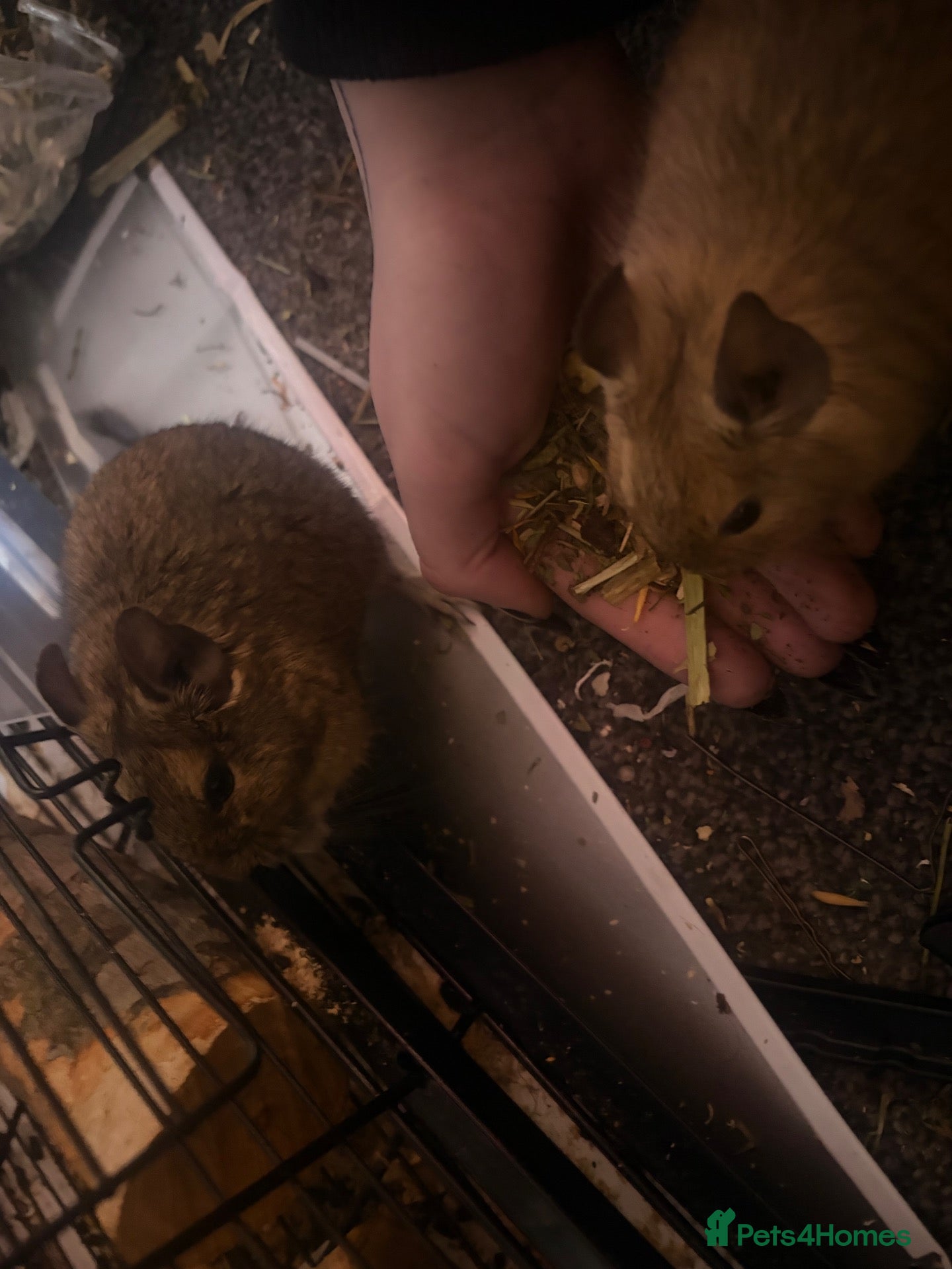Degus rodents for sale: Two female degus! - Advert 3