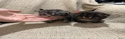 Maine Coon cats for sale: Exceptional Smoke / classic MAINCOON kittens  - Advert 2