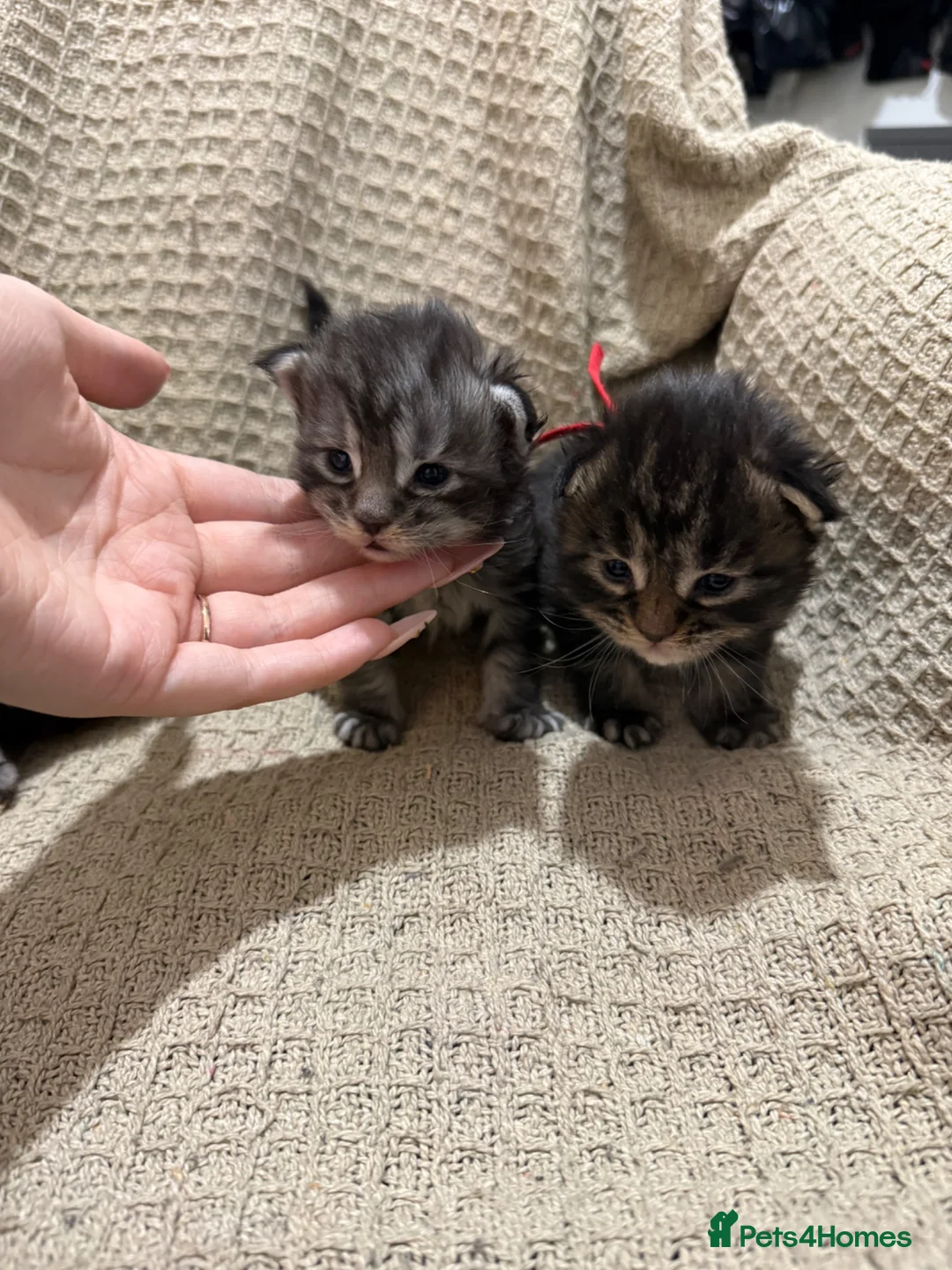 Maine Coon cats for sale: Exceptional Smoke / classic MAINCOON kittens  - Advert 2