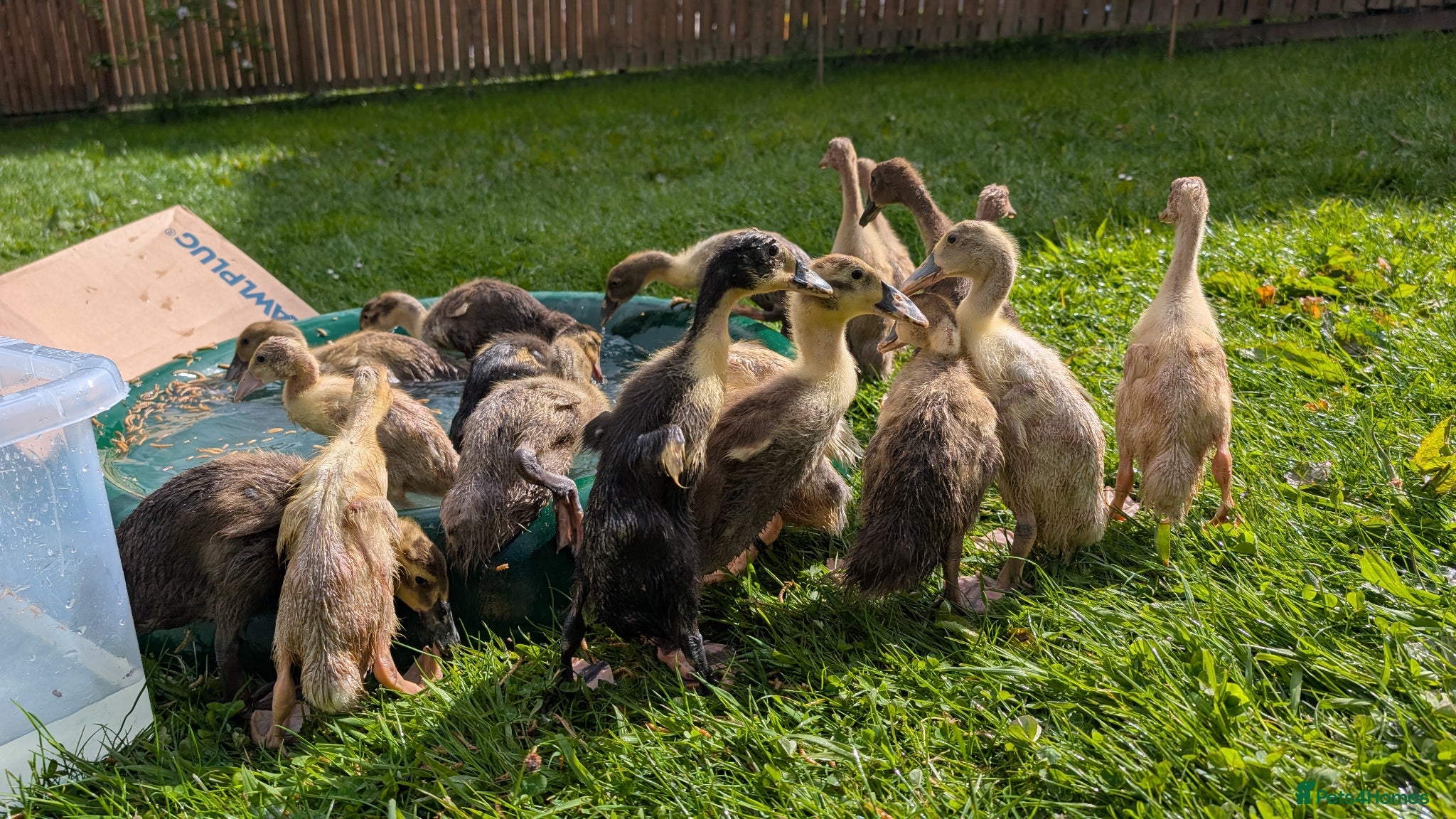Ducks poultry Indian runner ducklings - Advert 8