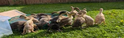 Ducks poultry for sale: Indian runner ducklings in Wishaw - Advert 1