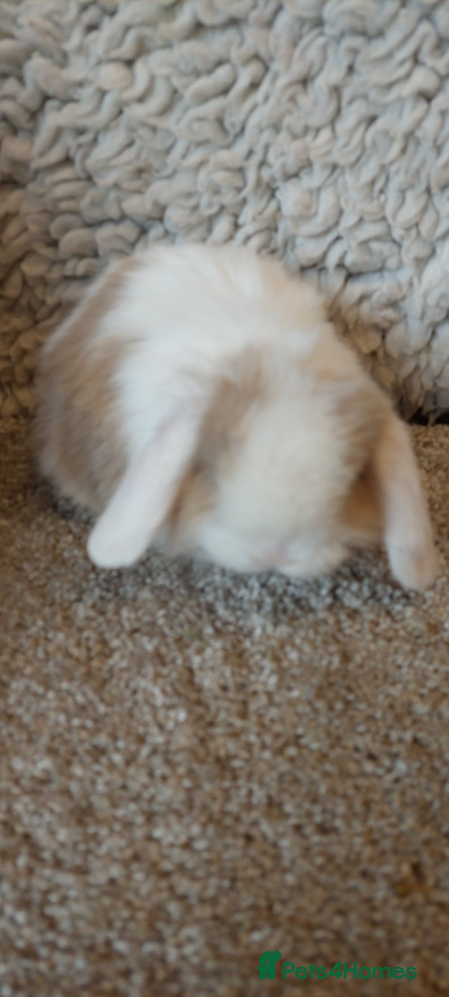 Mini Lop rabbits  3 Beautifull minilop babys ready to reserve  - Advert 17