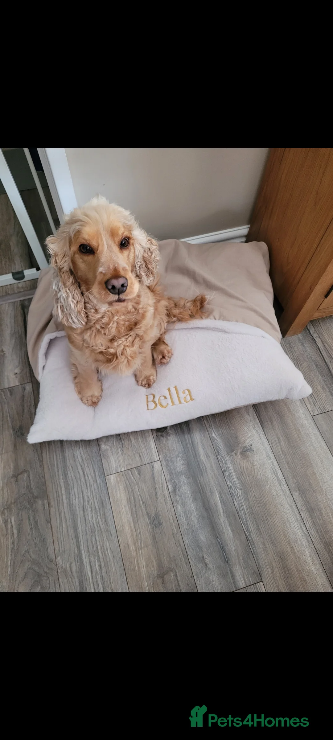 Cocker Spaniel dogs for sale: Pure golden show cockers spaniels Villaspaniol - Advert 1