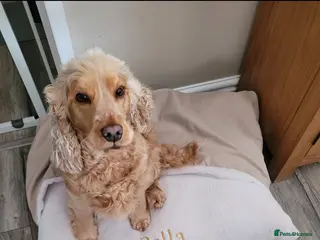 Cocker Spaniel dogs Pure golden show cockers spaniels Villaspaniol - Advert 1