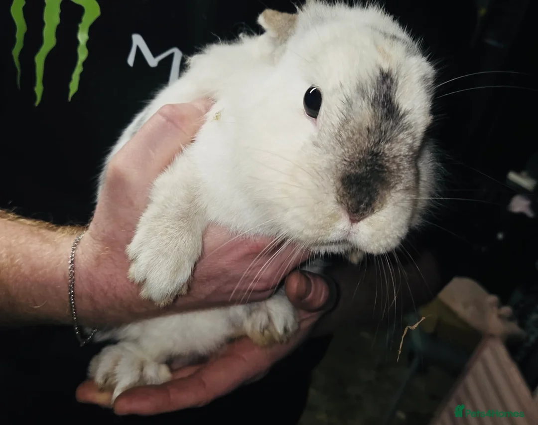 Mixed Breed rabbits for sale: Mini lop x Netherlands dwarf bunnies  in Hull - Advert 3