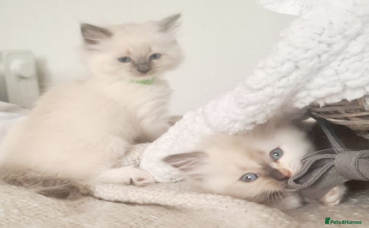 Ragdoll cats - Advert 16