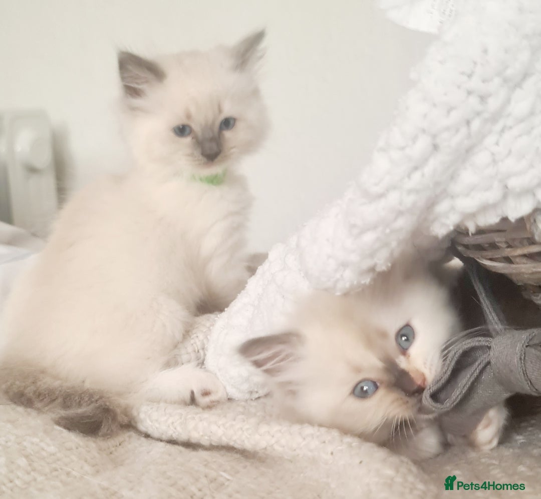 Ragdoll cats for sale: Pure ragdoll kittens READY NOW!! - Image 3