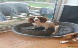 Sprocker dogs for sale: Sprokers for sale - Image 6