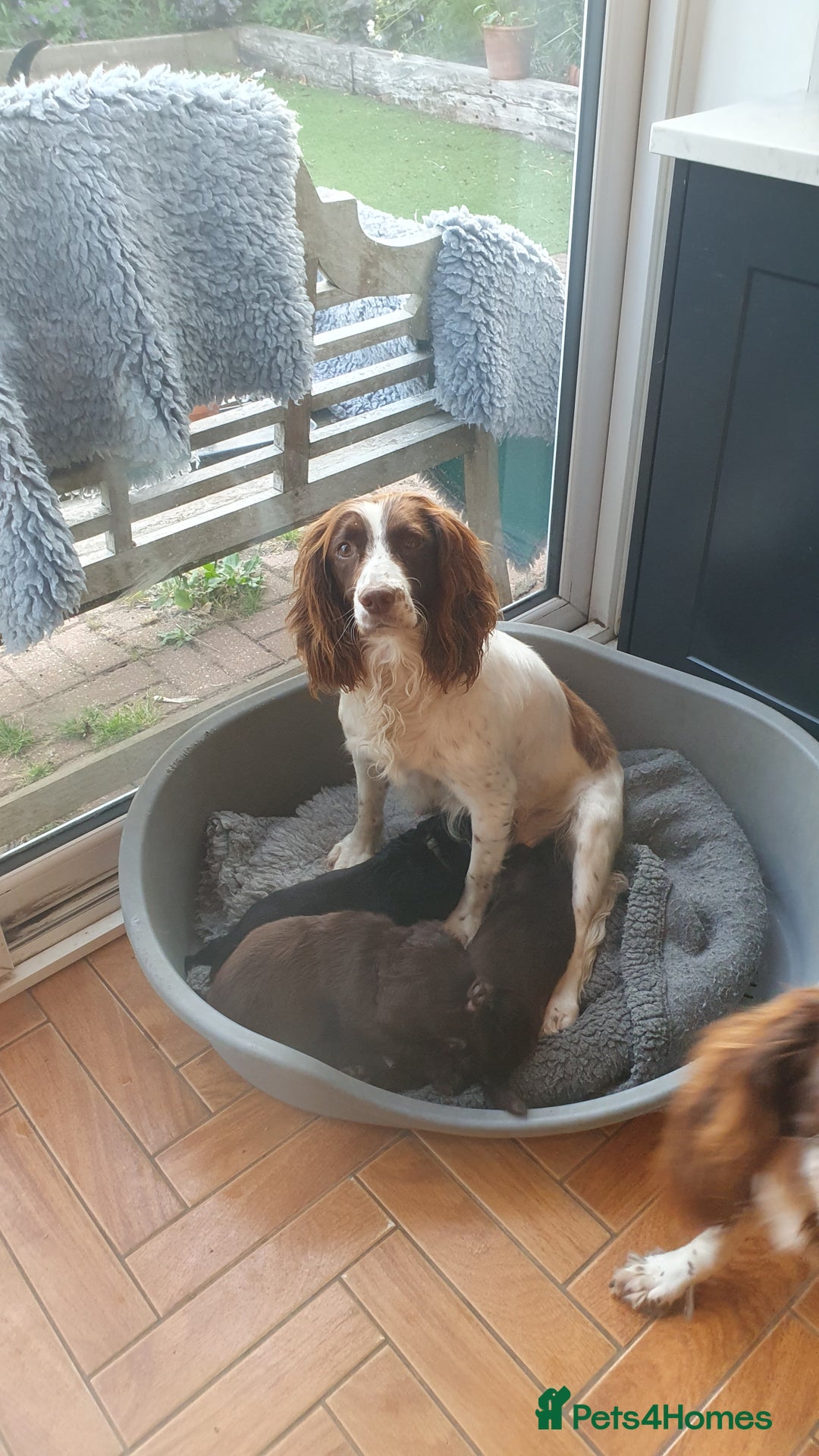 Sprocker dogs for sale: Sprokers for sale - Image 6