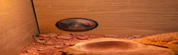 Bearded Dragon reptiles for sale: Bearded Dragon with Complete Vivarium Setup in Barnet - Advert 3