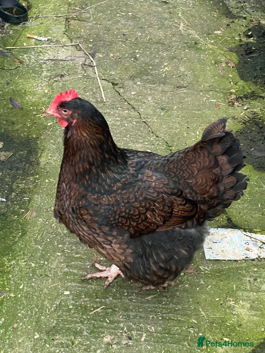 Chickens poultry for sale: Few super breed laying hens for sale  - Advert 11