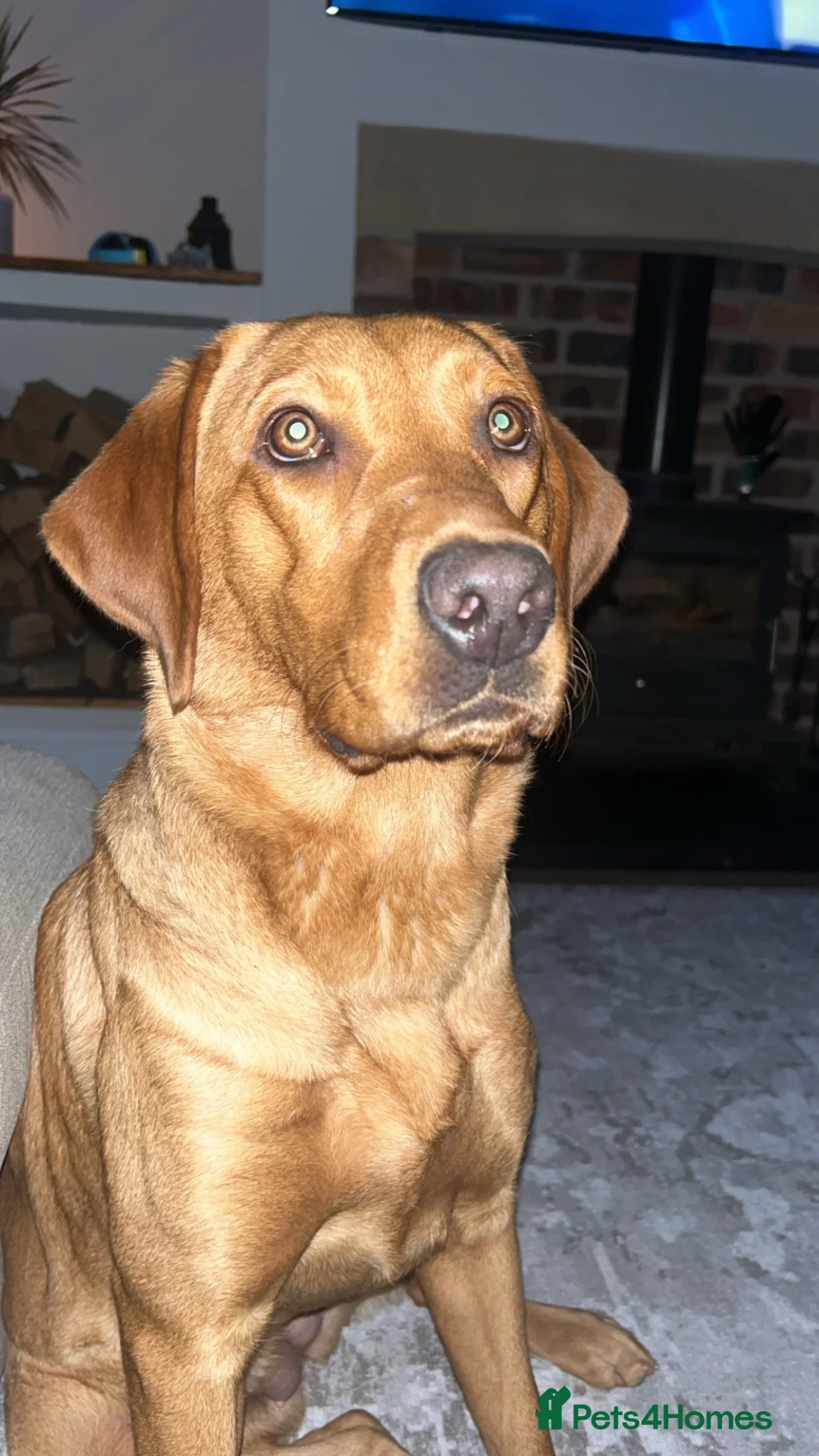 Labrador Retriever dogs for sale: Red fox Labrador  - Advert 2