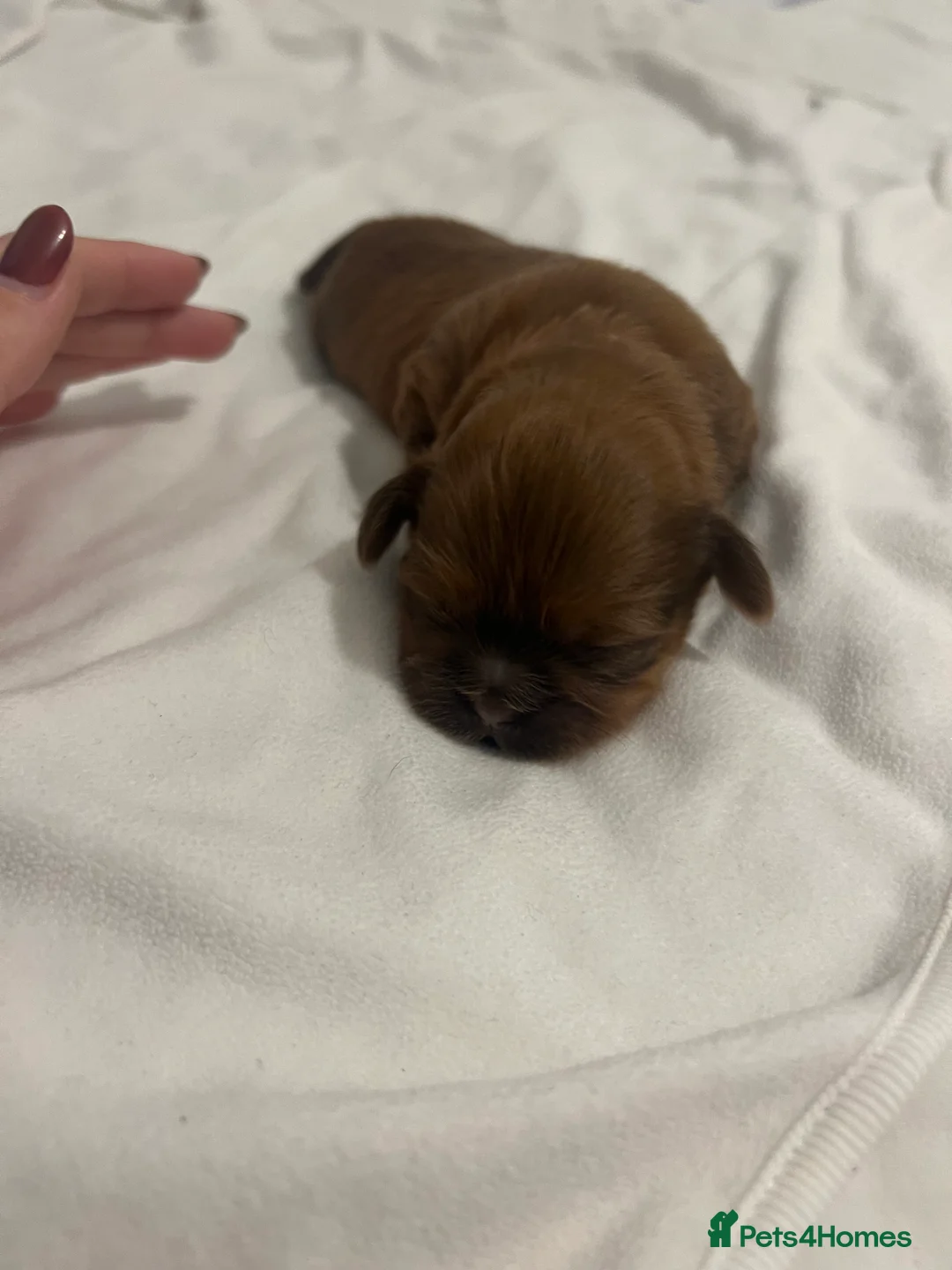 Shih Tzu dogs for sale: READY TO LEAVE GORGEOUS KC girl left - Advert 24