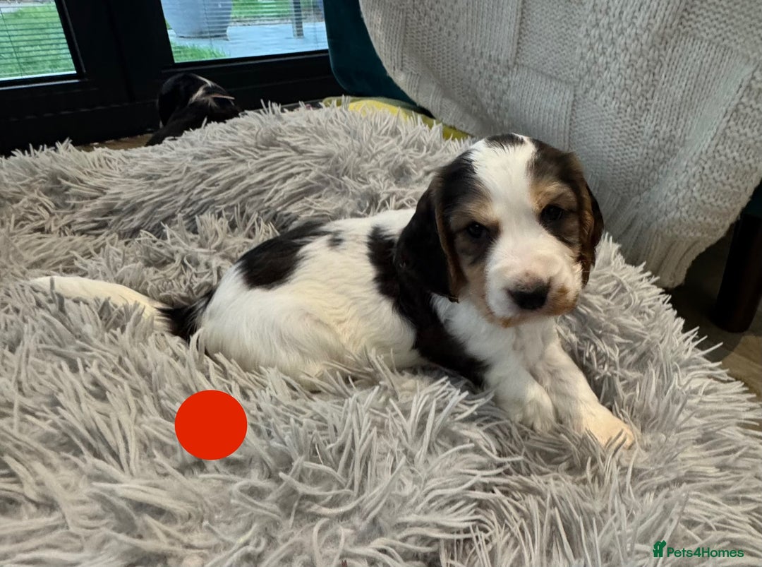 Cocker Spaniel dogs for sale: Fantastic Show / Working Cocker Spaniels - Advert 22