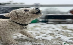 Cavapoo dogs for stud: Gorgeous F1 Cavapoo for stud - Image 8