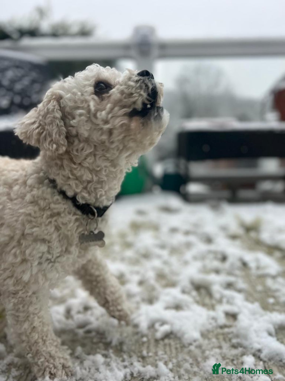 Cavapoo dogs for stud: Gorgeous F1 Cavapoo for stud - Image 8