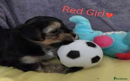 Morkie dogs for sale: Beautiful Morkie Puppies - Image 11