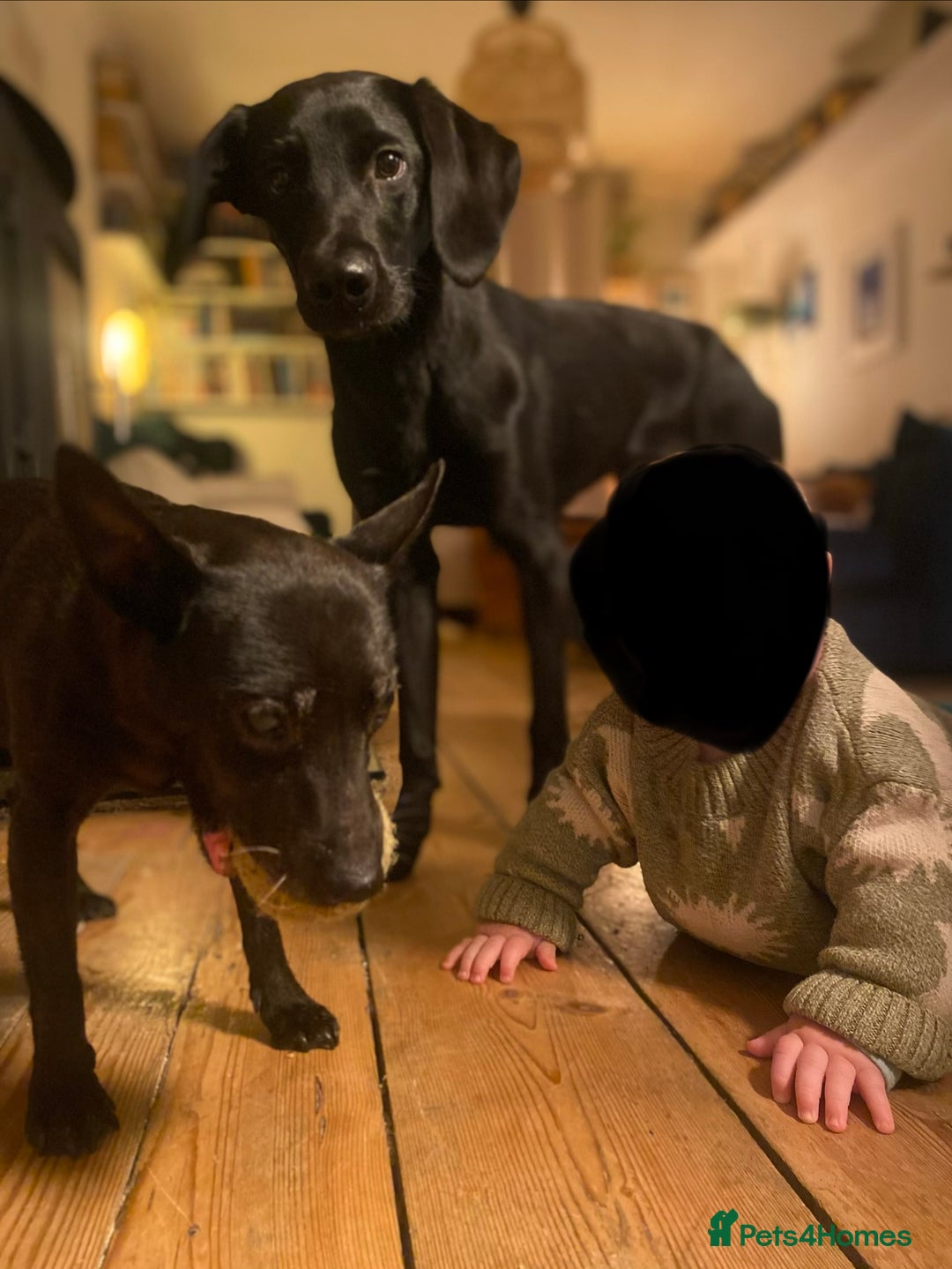 Labrador Retriever dogs for stud: Pip- Purebred Black Labrador Retriever  - Advert 5