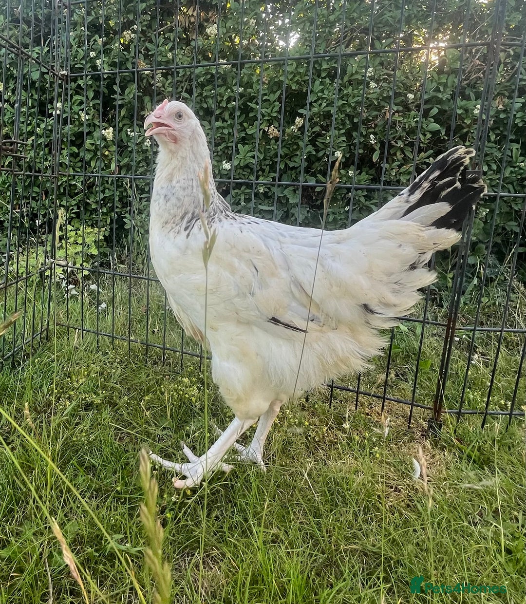Chickens poultry for sale: Point of Lay Hybrid Chickens - Image 3