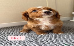 Cockapoo dogs for sale: 6 stunning cockapoo puppies  - Image 16