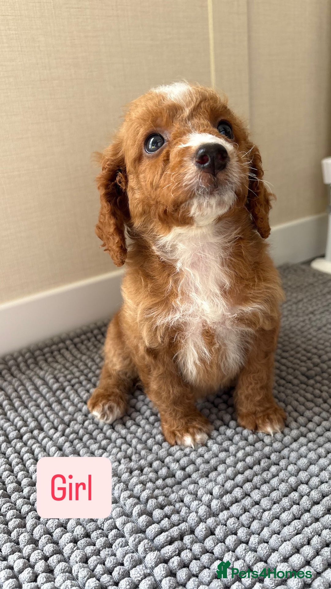 Cockapoo dogs for sale: 6 stunning cockapoo puppies  - Image 16