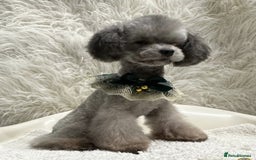 Toy Poodle dogs for sale: Asian toy poodle round eyes sable not jet black! - Image 7