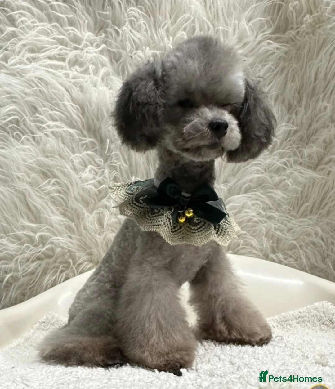 Toy Poodle dogs for sale: Asian toy poodle round eyes sable flat muzzle  - Advert 4