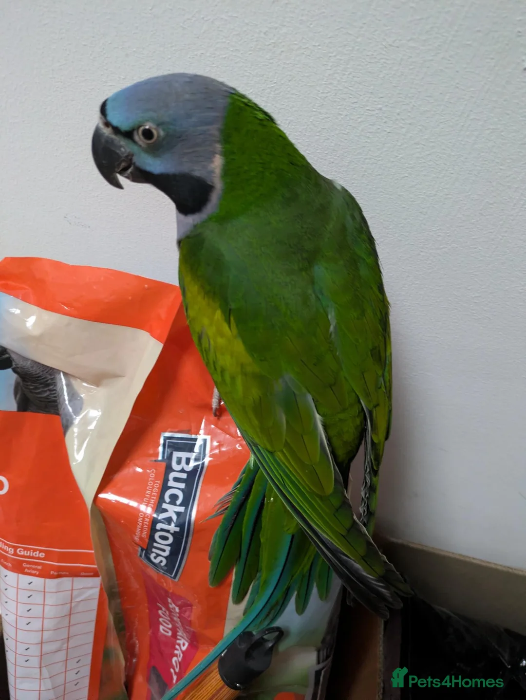 Parakeets birds for sale: Derbyan Chinese parakeet babies 3 months old - Advert 2