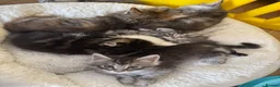 Ragcoon cats for sale: 8 gorgeous Mainecoon x ragdoll babies  - Advert 24