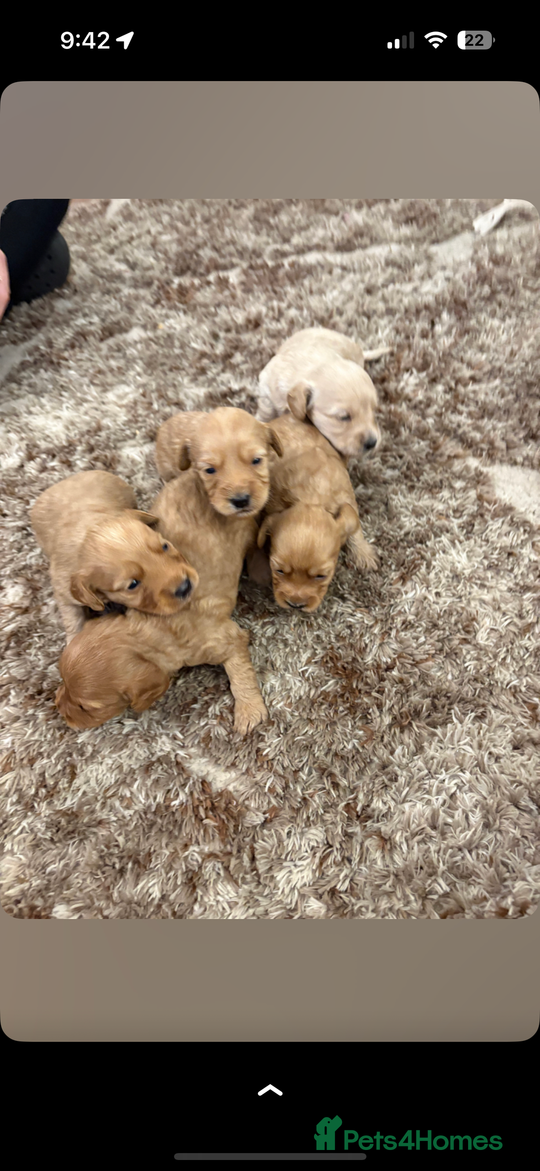Cockapoo dogs for sale: 5 f1 cockerpoo puppies  - Image 3