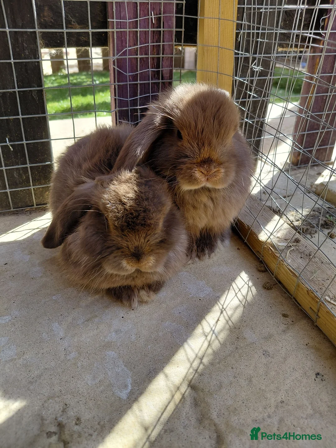 Mini Lop rabbits for sale: ,Vaccinated bucks READY NOW - Advert 1