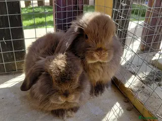 Mini Lop rabbits READ THE ADD ,Vaccinated bucks READY NOW - Advert 6