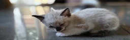Burmese cats for sale: Burmese cross kittens - Advert 4