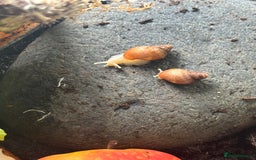 Snails invertebrates for sale: Albino Land snail 🐌 babies - Image 3